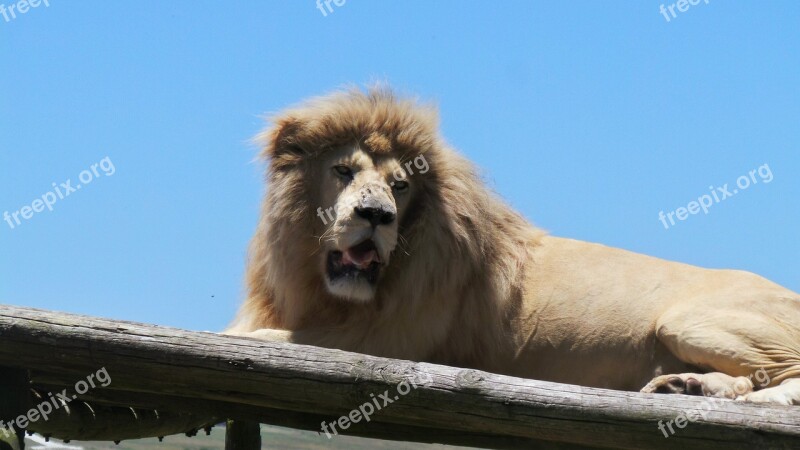 Lion Male Lion Wildlife Predator Wild