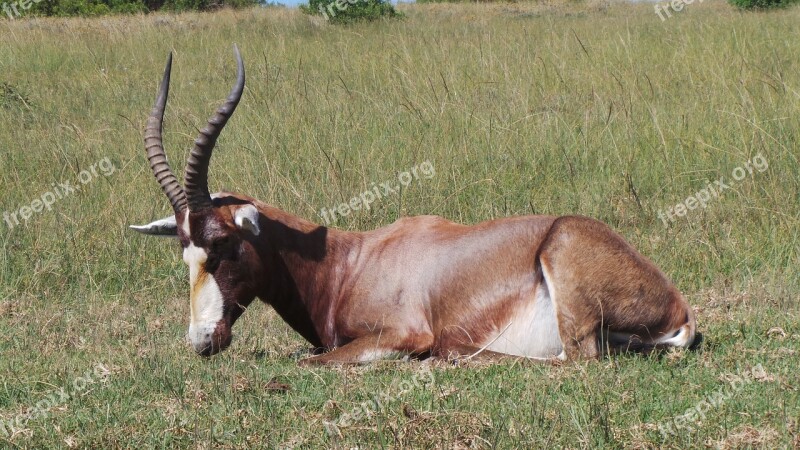 Kudu Male Kudu Male Africa Game