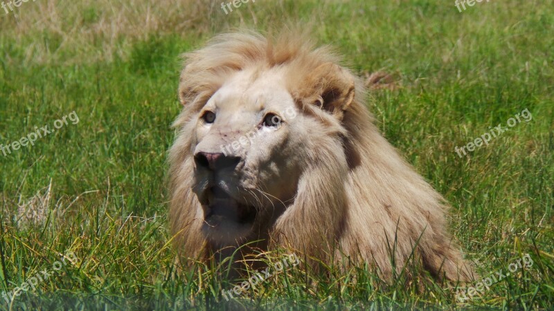 Male Lion Africa Dangerous Animal Predator