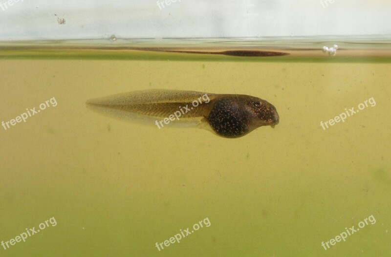 Tadpole Frog European Common Frog Rana Temporaria Nature