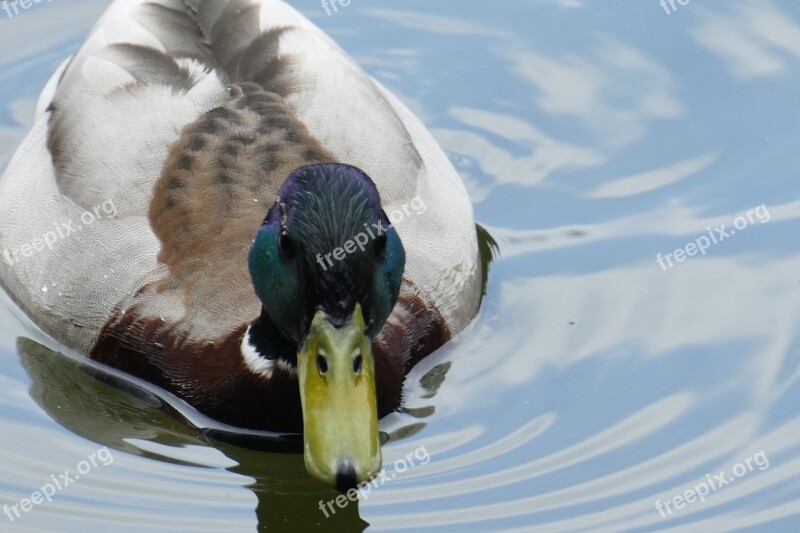 Duck Pond Forest Male Mallard Free Photos