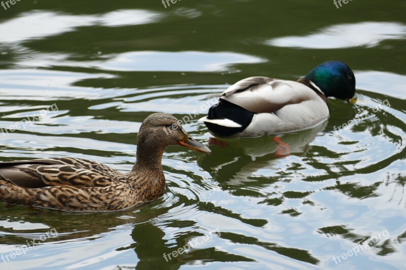 Ducks Pond Forest Mallard Pair Free Photos