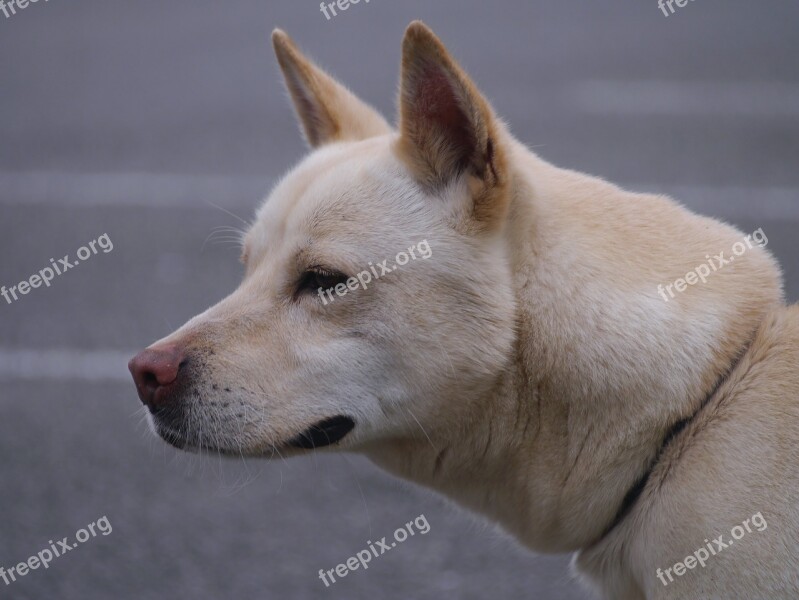 Mix Dog Hybrid Medium-sized Ishigaki