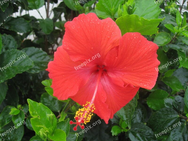 Hibiscus Drop Of Water Rain Call Ishigaki Island