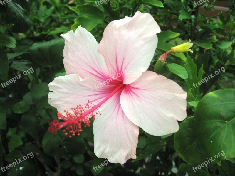 Hibiscus Ishigaki Island Outlying Islands Light Pink Pink