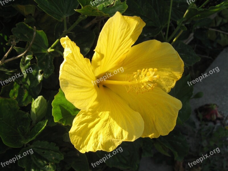 Hibiscus Ishigaki Island Outlying Islands Huang Flowers