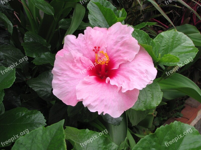 Hibiscus Ishigaki Island Outlying Islands Pink Yellow