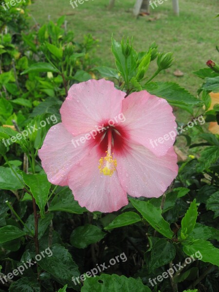 Hibiscus Ishigaki Island Outlying Islands Pink Flowers