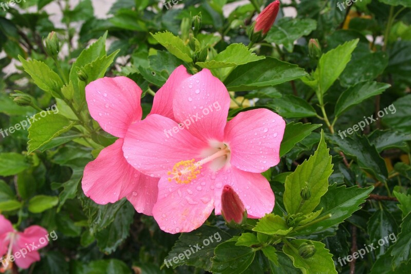 Hibiscus Drop Of Water Rain Call Ishigaki Island