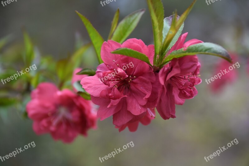 Cherry Flowers Beauty Wildflower Affix Flowers