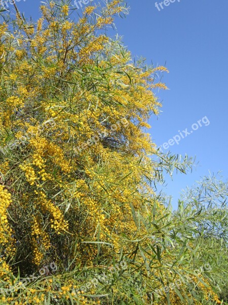 Improper Mimosa Mimosa Yellow Spring Mimosa Plant