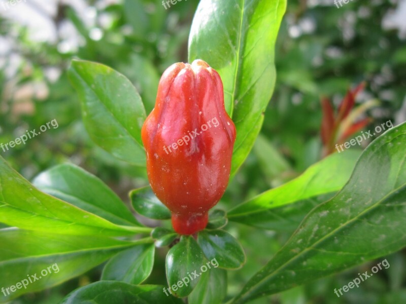 Pomegranate Bud Blossom Bloom Mediterranean