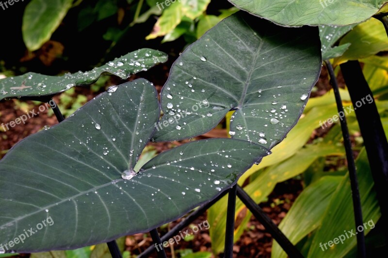 Elephant Ear Plant Leaf Botanical Nature