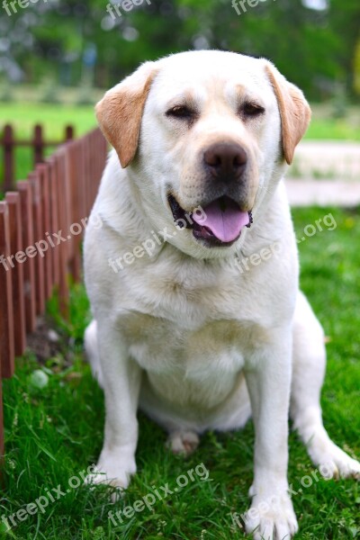 Beautiful Labrador Sponge Milusieńki Friendly Nice