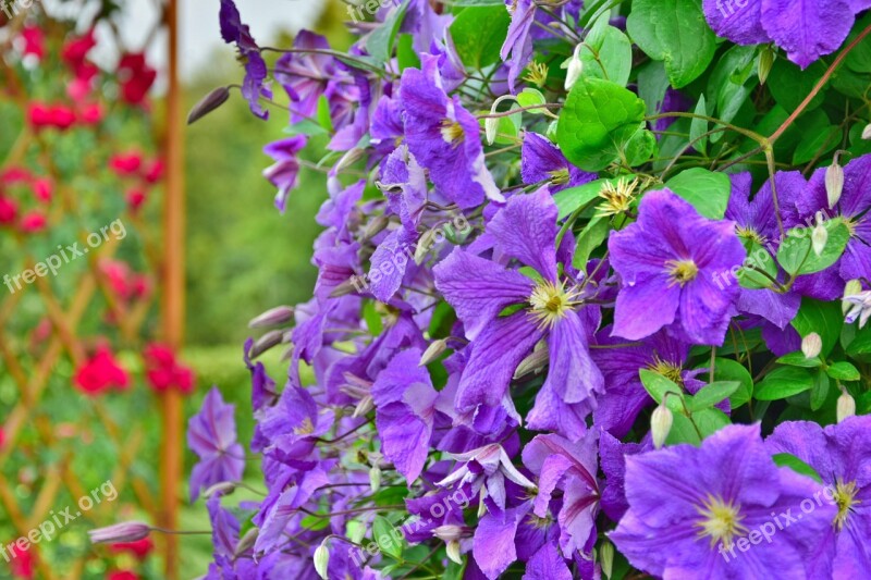 Garden Flowers Violet Closeup Plants