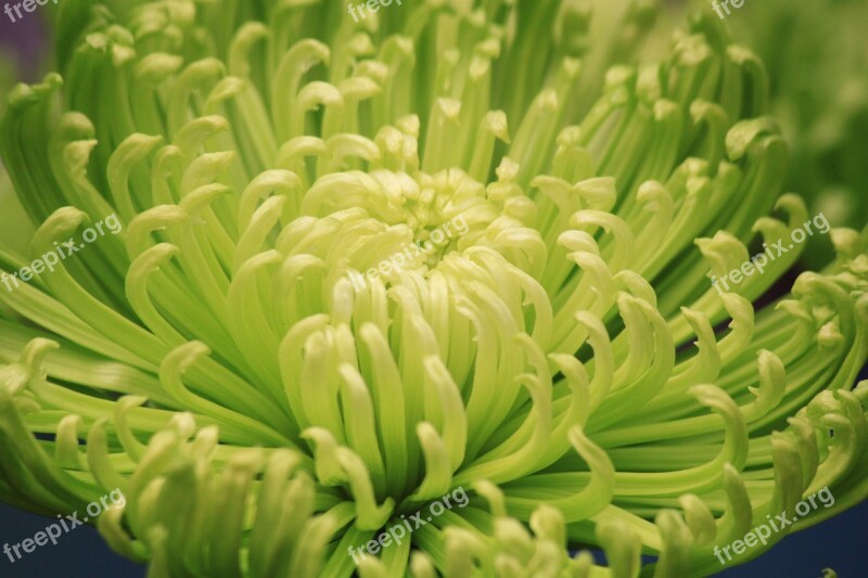 Flower Green Burst Mum Floral