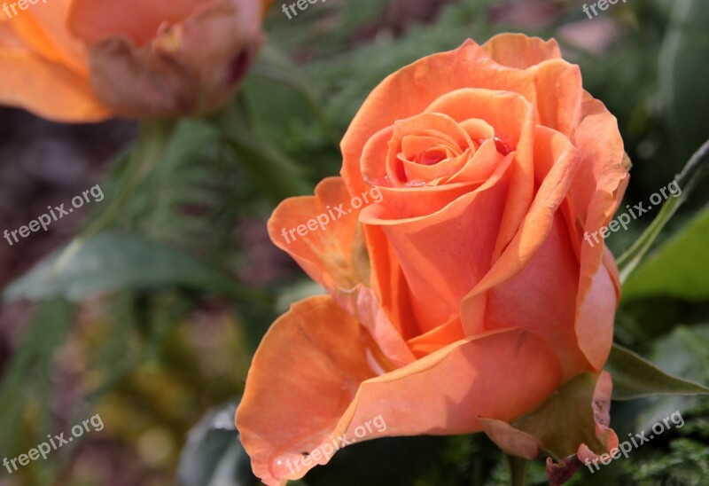 Rose Blossom Bloom Flower Garden Roses