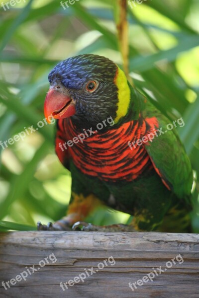 Lorikeet Bird Rainbow Parrot Colorful