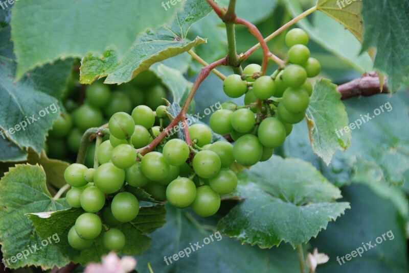 Grape Vine Vines Green Immature