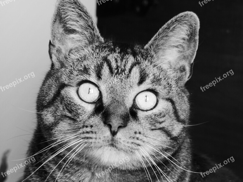 Cat Tabby Look Black And White Free Photos