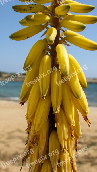 Aloe Vera Plant Flowers Yellow Flora