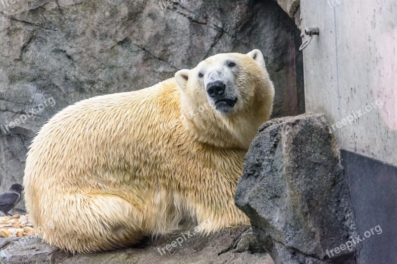 Polar Bear Bear Zoo Animal Predator