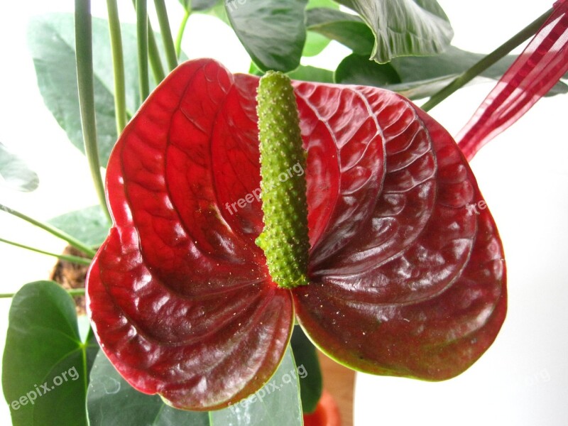 Flamingo Flower Red Tropical Exotic Anthurium