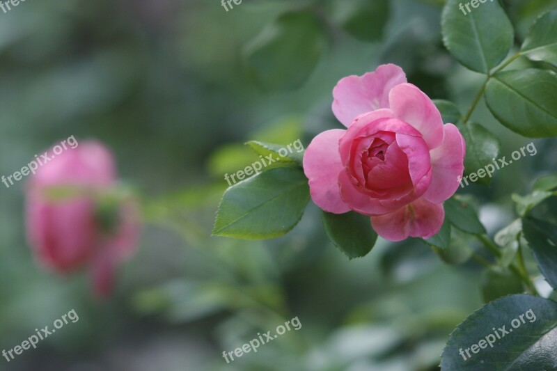 Rose Floral Nature Blossom Romantic