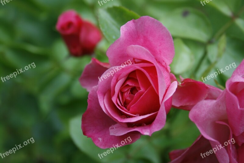 Roses Flower Bush Nature Elegant