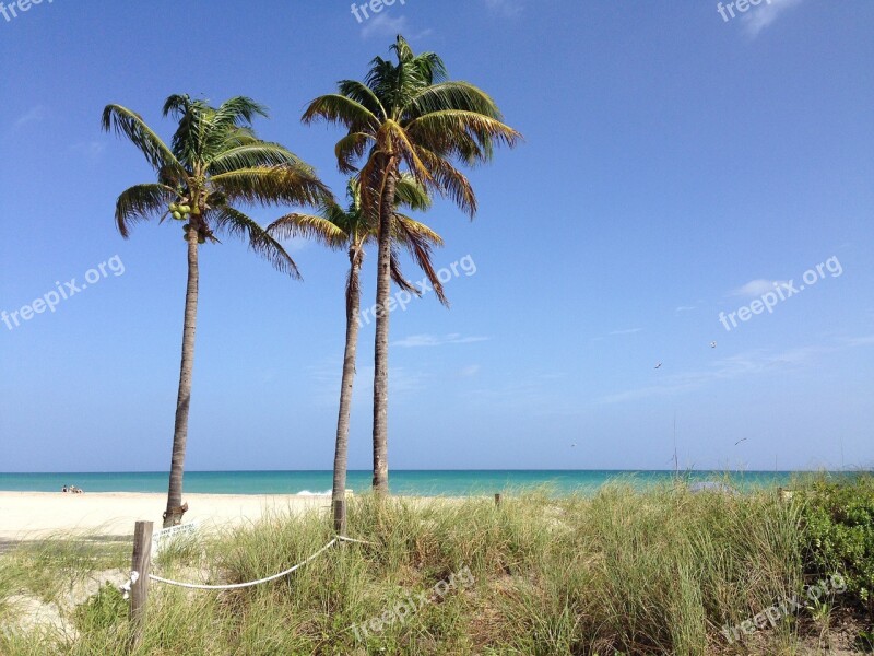 Hollywood Beach Florida Palm Ocean Sand