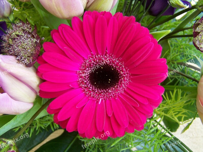 Flower Bouquet Gerbera Cut Flower Free Photos