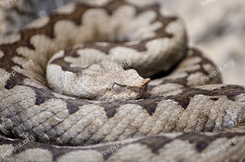 Horned Viper Viper Snake Brown Horned Viper Vipera Ammodytes