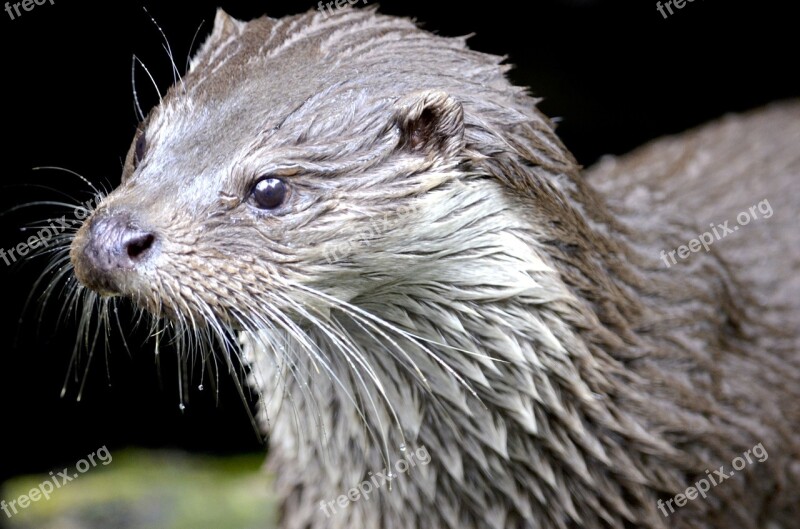 Otter Marten Water Wild Animal Nature