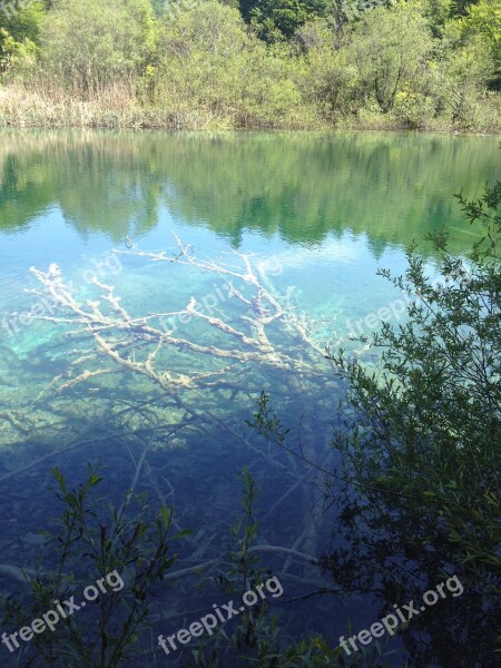 Plitvice Lakes National Park Croatia Lake Tree Sunken Tree