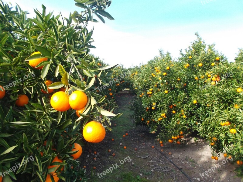 Orange Oranges Citrus Fruit Fruit Free Photos