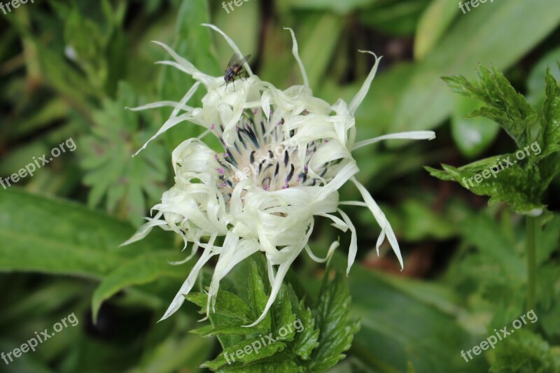 Mountain Knapweed Alpine Mountains White Petals Free Photos