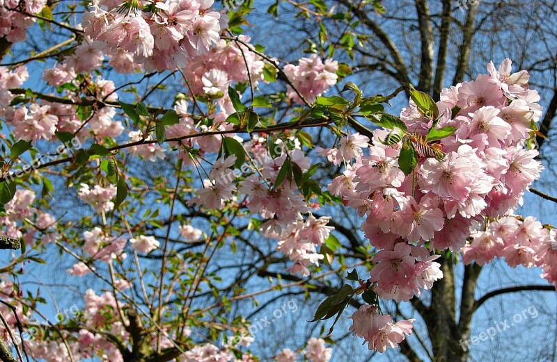 Spring Cherry Blossoms Tree Bush Pink