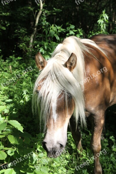 Haflinger Horse Animal Mare Forest