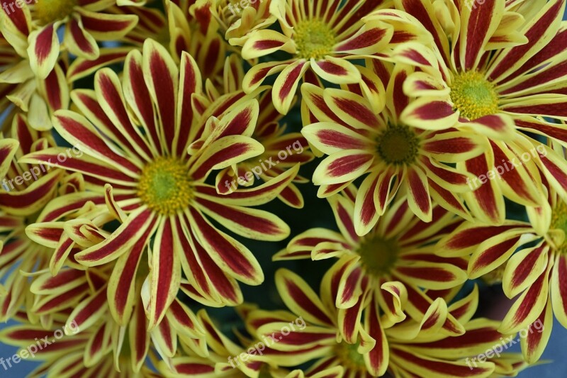 Chrysanthemum Flower Yellow Nature Colorful