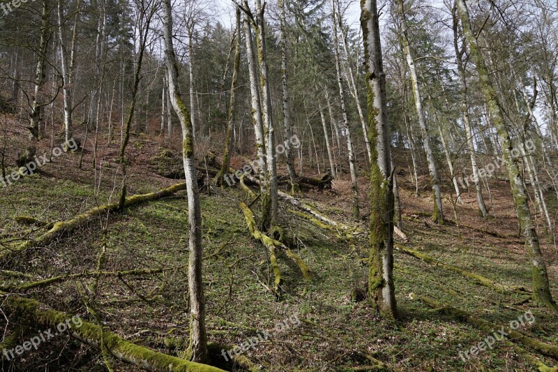 Forest Tree Nature Fridingen Germany