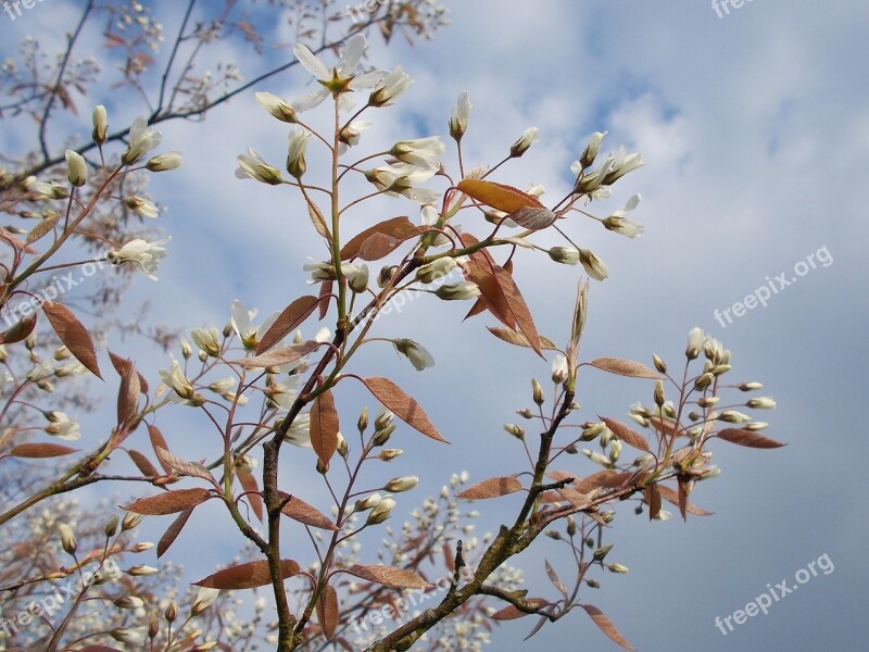 Spring Blossoms Spring Flowers Sunbeam Early Bloomer