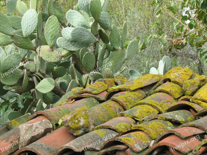 Tiles Moss Prickly Pears Campaign Ancient