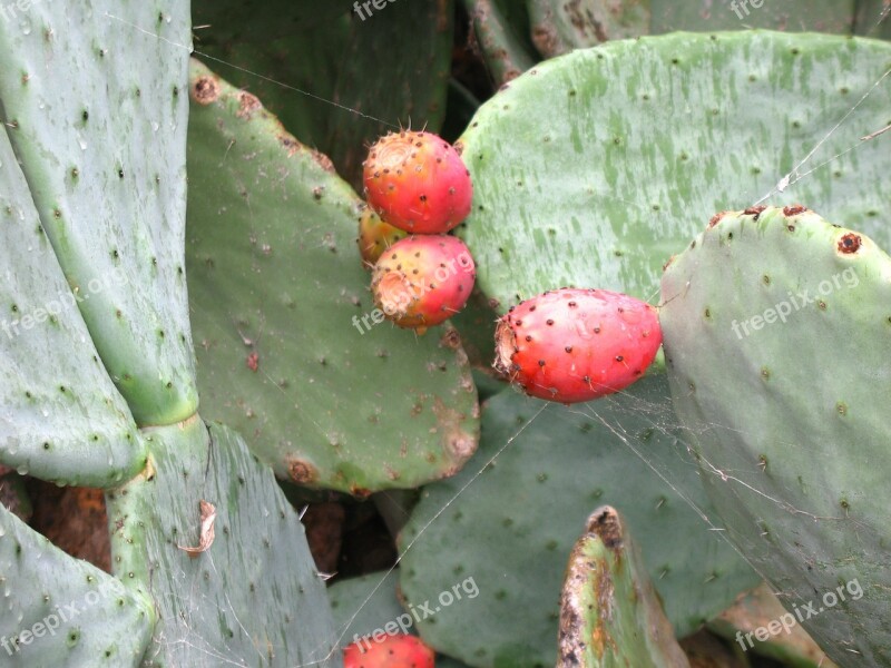 Prickly Pears Fruits Thorns Red Green