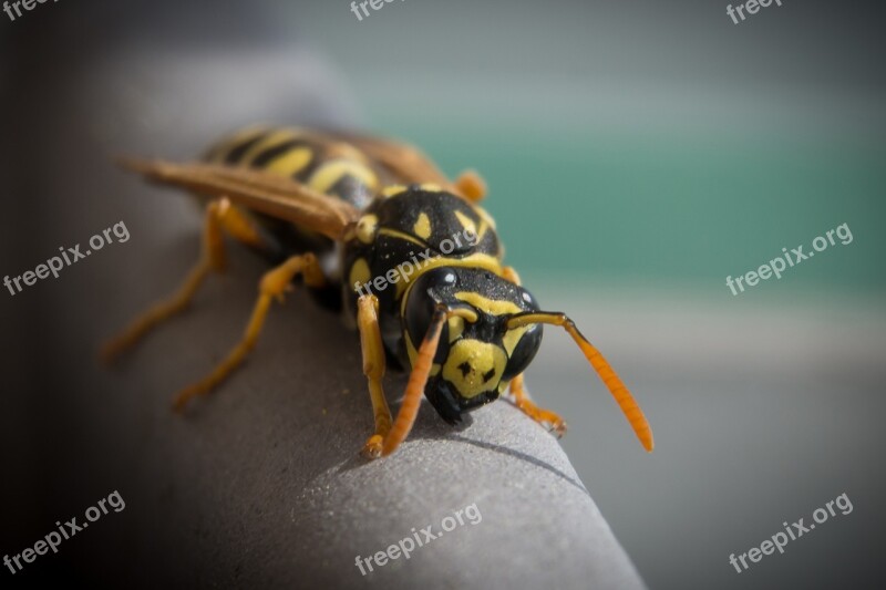 Wasp Insect Close Up Nature Animal