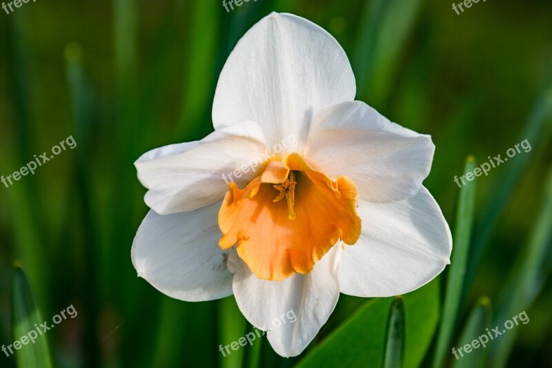 Blossom Bloom Narcissus Narcissus Pseudonarcissus Amaryllis Plant