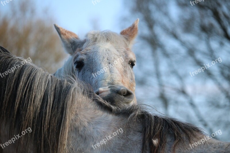 Horse Mold Crawl Thoroughbred Arabian White Horse