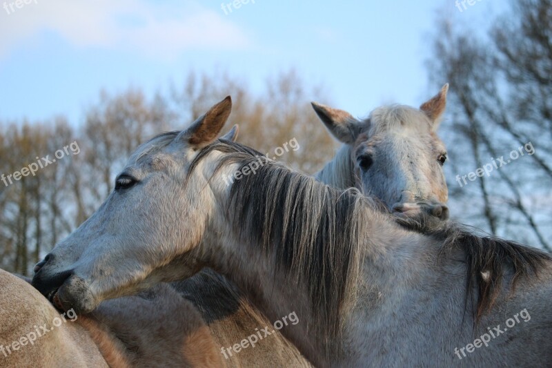 Horse Mold Crawl Mane Thoroughbred Arabian