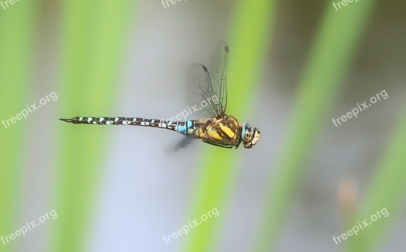 Autumn Mosaic Bridesmaid Dragonfly Dragonflies Aeshna Mixta Close Up