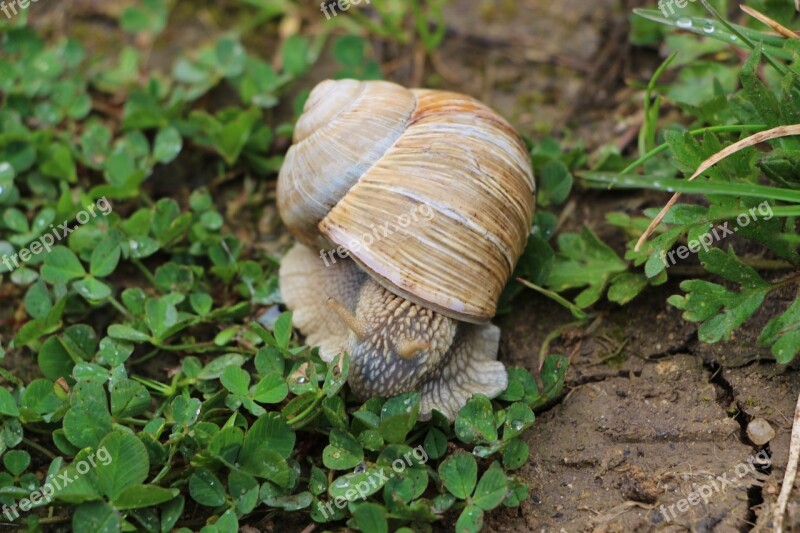 Snail Slimy Nature Slowly Animal