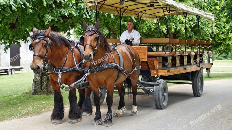 Horse-drawn Carriage Horse Horses Chambord Free Photos